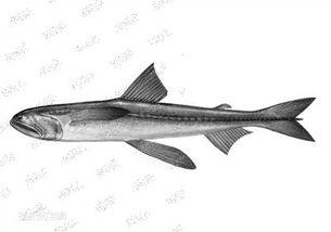 水產品中天然存在甲醛嗎？溫州專家為您揭秘真相