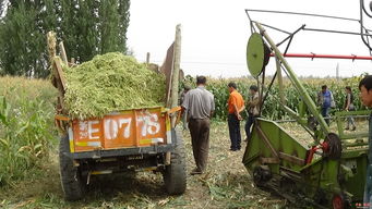 黑英山鄉 駐村干部助力牧民制作青儲飼料，推動畜牧業發展
